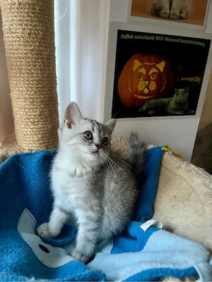 british shorthair tabby - imagine 3