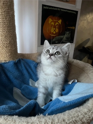 british shorthair tabby - imagine 5
