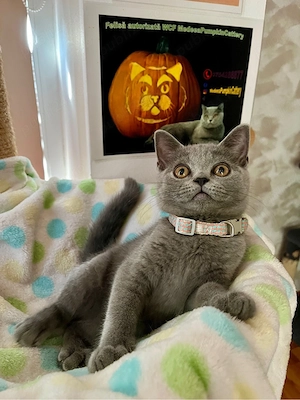 British shorthair blue  - imagine 4