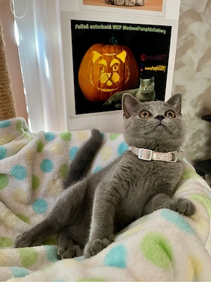 British shorthair blue  - imagine 5