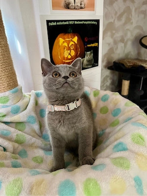 British shorthair blue  - imagine 3