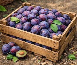 prune si mere calitatea I proaspat culese