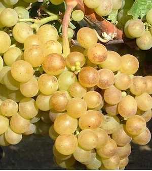 Vând struguri pentru vin fetească albă și grasă de Cotnari 