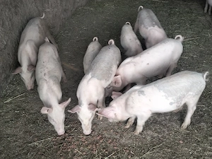 vand purcei de 6 săptămâni 
