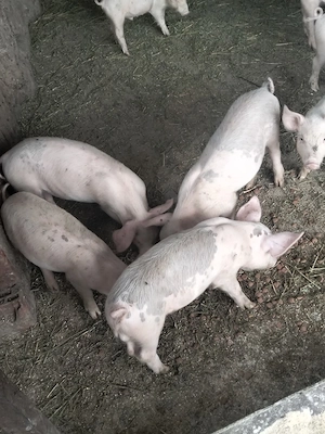 vand purcei de 8 săptămâni  - imagine 3