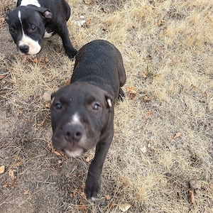 Pui Amstaff  opt săptămâni 