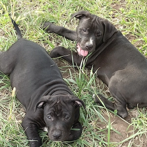Pui Amstaff  opt săptămâni  - imagine 3