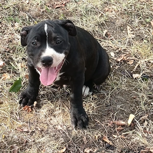 Pui Amstaff  opt săptămâni  - imagine 4