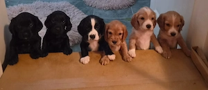 Cocker spaniel deosebiti