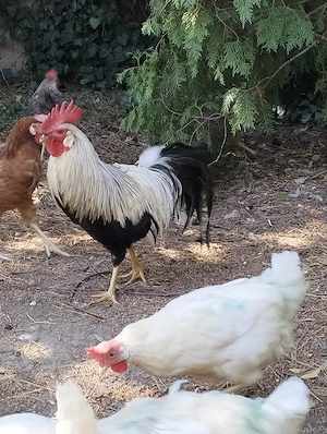 Cocoș leghorn 