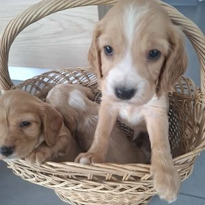 Pui cocker spaniel deosebiti - imagine 4