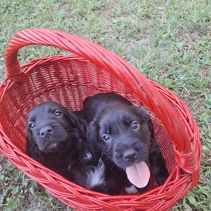 Pui cocker spaniel deosebiti - imagine 3