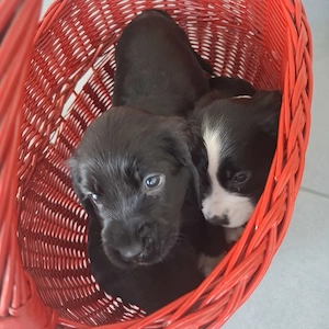 Pui cocker spaniel deosebiti - imagine 5
