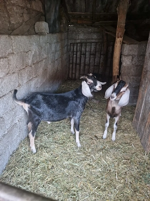 Doi Tapi Anglo-Nubieni,de 9 luni,tocmai buni de monta !!  - imagine 5
