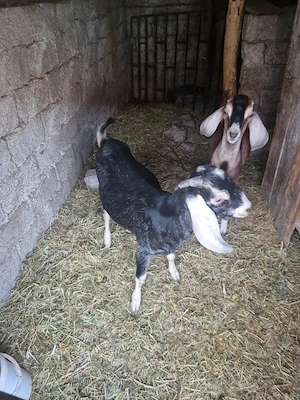Doi Tapi Anglo-Nubieni,de 9 luni,tocmai buni de monta !!  - imagine 3