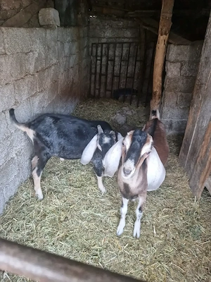 Doi Tapi Anglo-Nubieni,de 9 luni,tocmai buni de monta !!  - imagine 2