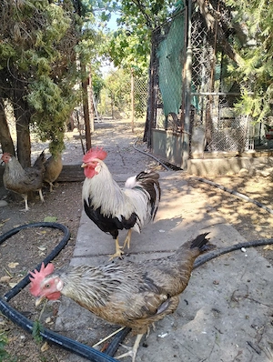 Cocoș leghorn  - imagine 2