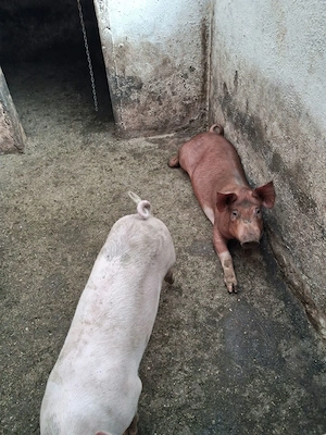 Vand 2 scrofite de 50 kg Duro