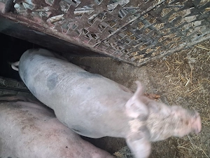 Vand porc 2 buc