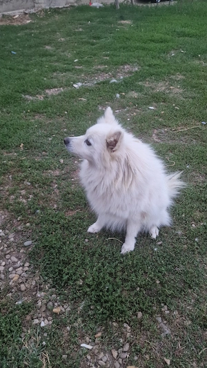 Vând cățelusă pomeranian pur - imagine 3