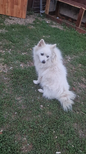 Vând cățelusă pomeranian pur - imagine 2