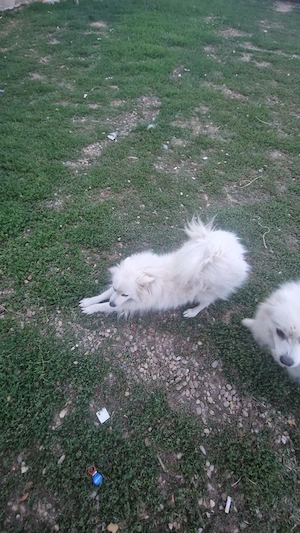 Vând cățelusă pomeranian pur - imagine 4