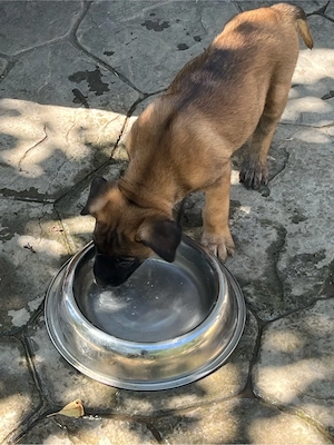 Vanzare pui rasa Malinois    - imagine 3