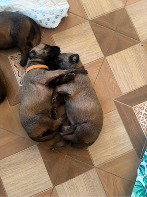 Vanzare pui rasa Malinois    - imagine 2