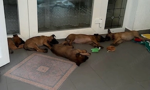Vanzare pui rasa Malinois    - imagine 4