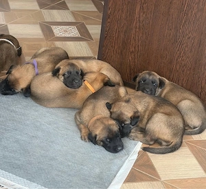 Vanzare pui rasa Malinois    - imagine 5