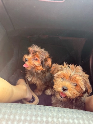 Yorkshire terrier  - imagine 4