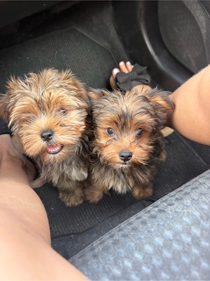 Yorkshire terrier  - imagine 3