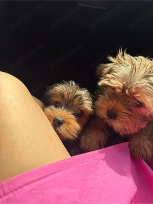 Yorkshire terrier  - imagine 2