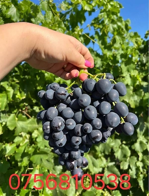 vând struguri de vin 
