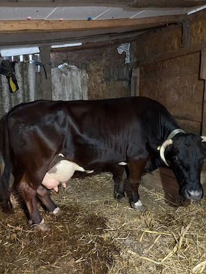 Vaca de vanzare, bine intretinuta, cu vitel.  - imagine 3