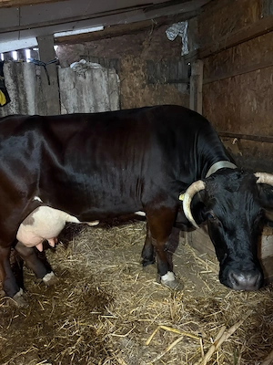 Vaca de vanzare, bine intretinuta, cu vitel.  - imagine 5