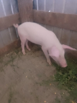 Purceii rasă Marele Alb 
