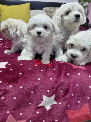 Cățeluși bichon maltez  - imagine 3