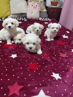 Cățeluși bichon maltez  - imagine 4