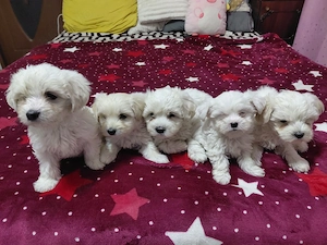 Cățeluși bichon maltez 