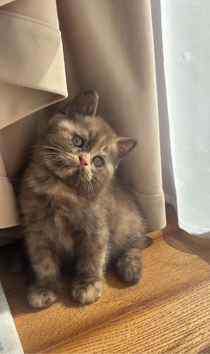 Pui british shorthair chocolate tortie PEDIGREE WCF