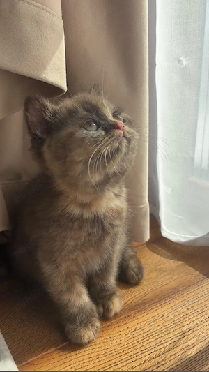 Pui british shorthair chocolate tortie PEDIGREE WCF - imagine 2