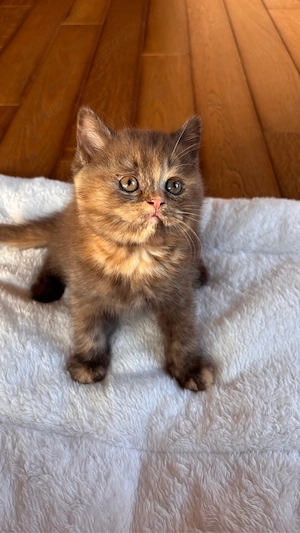 Pui british shorthair chocolate tortie PEDIGREE WCF - imagine 3