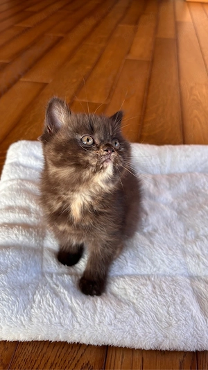 Pui british shorthair chocolate tortie PEDIGREE WCF - imagine 4