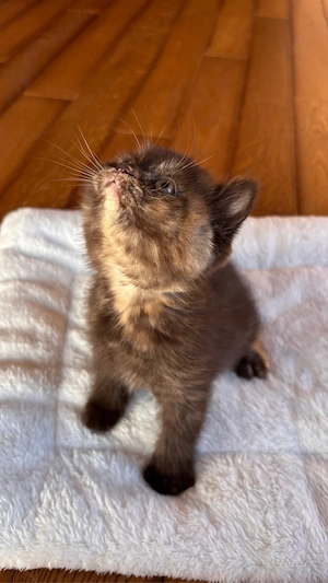 Pui british shorthair chocolate tortie PEDIGREE WCF - imagine 3