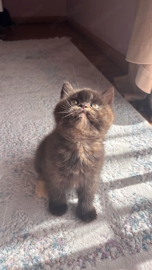 Pui british shorthair chocolate tortie PEDIGREE WCF