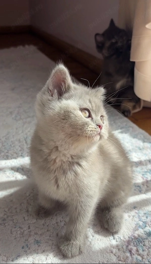 Pui british shorthair lilac tortie PEDIGREE WCF - imagine 3