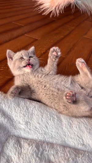 Pui british shorthair lilac tortie PEDIGREE WCF - imagine 2
