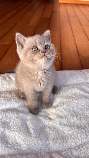 Pui british shorthair lilac tortie PEDIGREE WCF - imagine 4