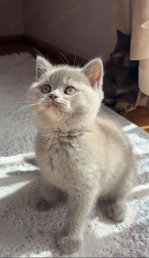 Pui british shorthair lilac tortie PEDIGREE WCF